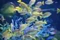 School of Fish, Bluestripe Snappers