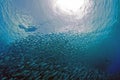 School of fish on Bonaire