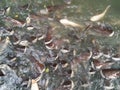 School of fish in the canal fighting to eat food from feeding by people