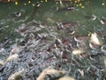 School of fish in the canal fighting to eat food from feeding by people Royalty Free Stock Photo