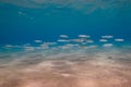 A school of fish in clear shallow water Royalty Free Stock Photo