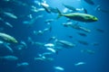 School of fish in clear water. Underwater flow. Royalty Free Stock Photo