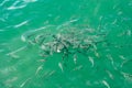 School of Fish Feeding Frenzy in the Sea Royalty Free Stock Photo