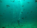 A school of fish, with four scuba divers in the background