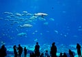 School of fish in a gigantic aquarium