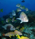 School of Fish - Grunts and Snappers - Cozumel Royalty Free Stock Photo