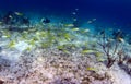 School of fish that includes trigger fish and yellowtail snapper Royalty Free Stock Photo