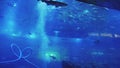 School of fish is moving in oceanarium around a plunged platform with visitors people