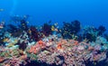 School of Fish near Coral Reef, Maldives Royalty Free Stock Photo