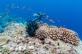 School of Fish near Coral Reef, Maldives Royalty Free Stock Photo