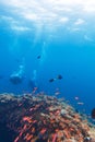 School of Fish near Coral Reef, Maldives Royalty Free Stock Photo