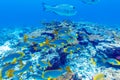 School of Fish near Coral Reef, Maldives Royalty Free Stock Photo