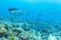 School of Fish near Coral Reef, Maldives Royalty Free Stock Photo