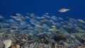 School of fish, parrotfish and rabbitfish together, shallow water above acropora scleractinian coral and foliaceous hard coral