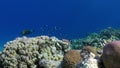 School of fish pomacentridae Bicolor Puller on reef underwater Red sea.