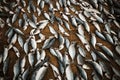 School Of Fish Prepared And Drying