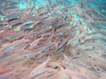 School of fish. Rarotonga underwater