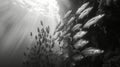 School of fish in the Red Sea. Egypt, Sharm El Sheikh. Black and white Royalty Free Stock Photo