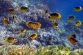 School of fish: Red Sea Raccoon Butterflyfish on coral reef Royalty Free Stock Photo