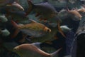 School of fish Royalty Free Stock Photo