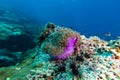 School of fish on the sea anemone