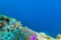 School of fish on the sea anemone