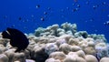 School of fish Sea goldie Pseudanthias squamipinnis and Bicolor Damselfish Chromis dimidiata swims over a coral reef in