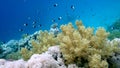 School of fish Sea goldie Pseudanthias squamipinnis and Bicolor Damselfish Chromis dimidiata swims over a coral reef