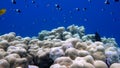 School of fish Sea goldie Pseudanthias squamipinnis and Bicolor Damselfish Chromis dimidiata swims over a coral reef in the backgr