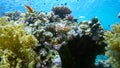 School of fish Sea goldie Pseudanthias squamipinnis and Bicolor Damselfish Chromis dimidiata swims over a coral reef in