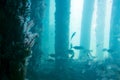 School of fish seen from the Underwater Observatory, Busselton Jetty, WA, Australia Royalty Free Stock Photo