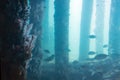 School of fish seen from the Underwater Observatory, Busselton Jetty, WA, Australia Royalty Free Stock Photo