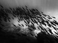 School of Fish in Silhouette Black and White Under Ocean Royalty Free Stock Photo