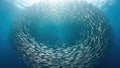 School of fish swimming in a circular formation underwater Royalty Free Stock Photo