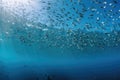 school of fish swimming in clear blue ocean, with seagulls flying overhead Royalty Free Stock Photo