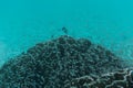 School of fish swimming near reef. Beautiful underwater shot. Ma Royalty Free Stock Photo