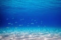 School of Fish Swimming over Sand Bottom in the Tropical Sea Royalty Free Stock Photo
