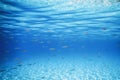 School of Fish Swimming over Sand Bottom in the Tropical Sea Royalty Free Stock Photo