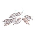 A school of fish swimming together. Underwater bubbles. Hand drawn watercolor illustration isolated on white background. Coral