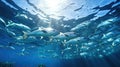 School of fish swimming under water of sea Royalty Free Stock Photo