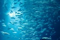 School of fish swimming in the water, animals of the ocean, sardinella fishes, ecosystem and environment Royalty Free Stock Photo