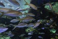 A school of Fish at the Toronto Aquarium