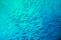 School of fish in turquoise blue water Royalty Free Stock Photo