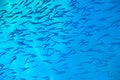 School of fish in turquoise blue water Royalty Free Stock Photo