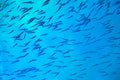 School of fish in turquoise blue water Royalty Free Stock Photo