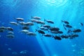 School of fish underwater at an aquarium Royalty Free Stock Photo
