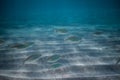 School of fish underwater, Underwater shot with sunrays and fishes in deep tropical sea, Tropical sea underwater shot Royalty Free Stock Photo