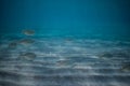 School of fish underwater, Underwater shot with sunrays and fishes in deep tropical sea, Tropical sea underwater shot Royalty Free Stock Photo