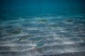 School of fish underwater, Underwater shot with sunrays and fishes in deep tropical sea, Tropical sea underwater shot Royalty Free Stock Photo