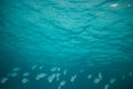 School of fish underwater, Underwater shot with sunrays and fishes in deep tropical sea, Tropical sea underwater shot Royalty Free Stock Photo